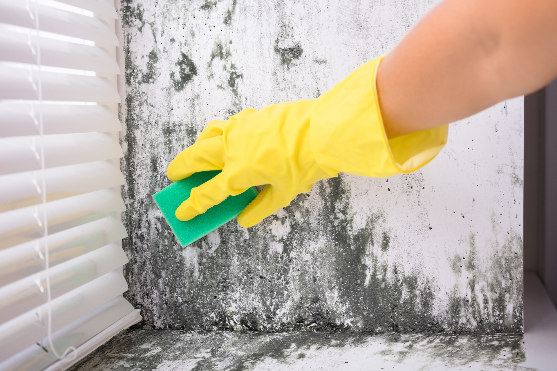 woman cleaning up moldy wall from water damage